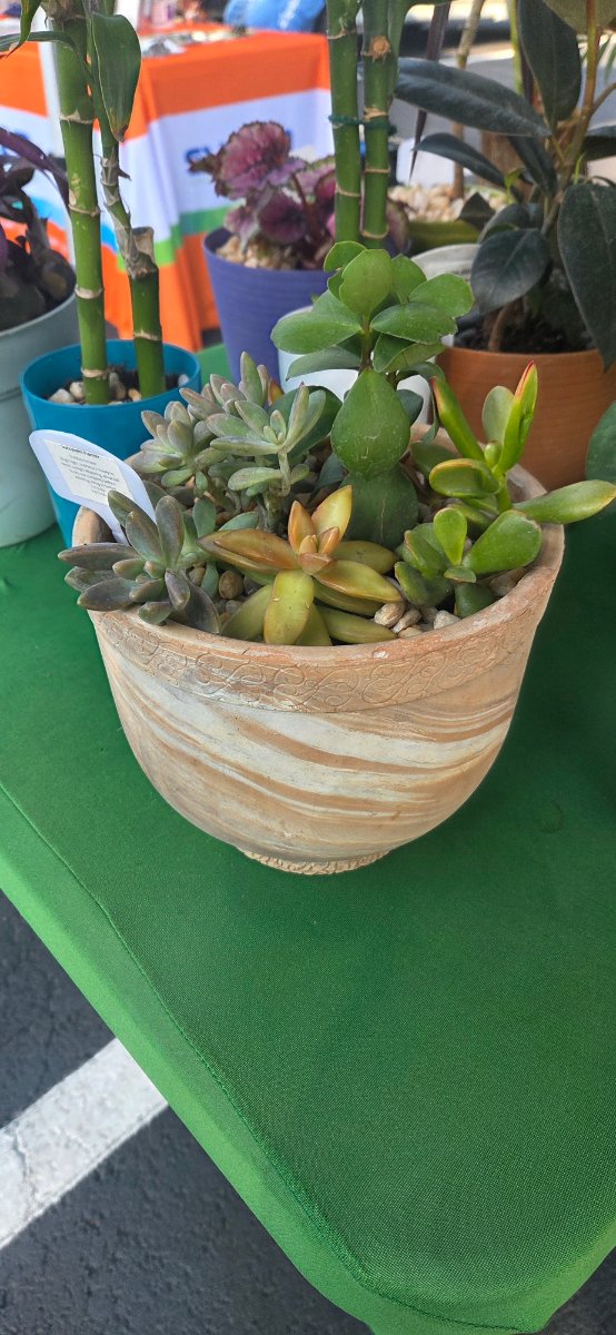 Succulent Planter