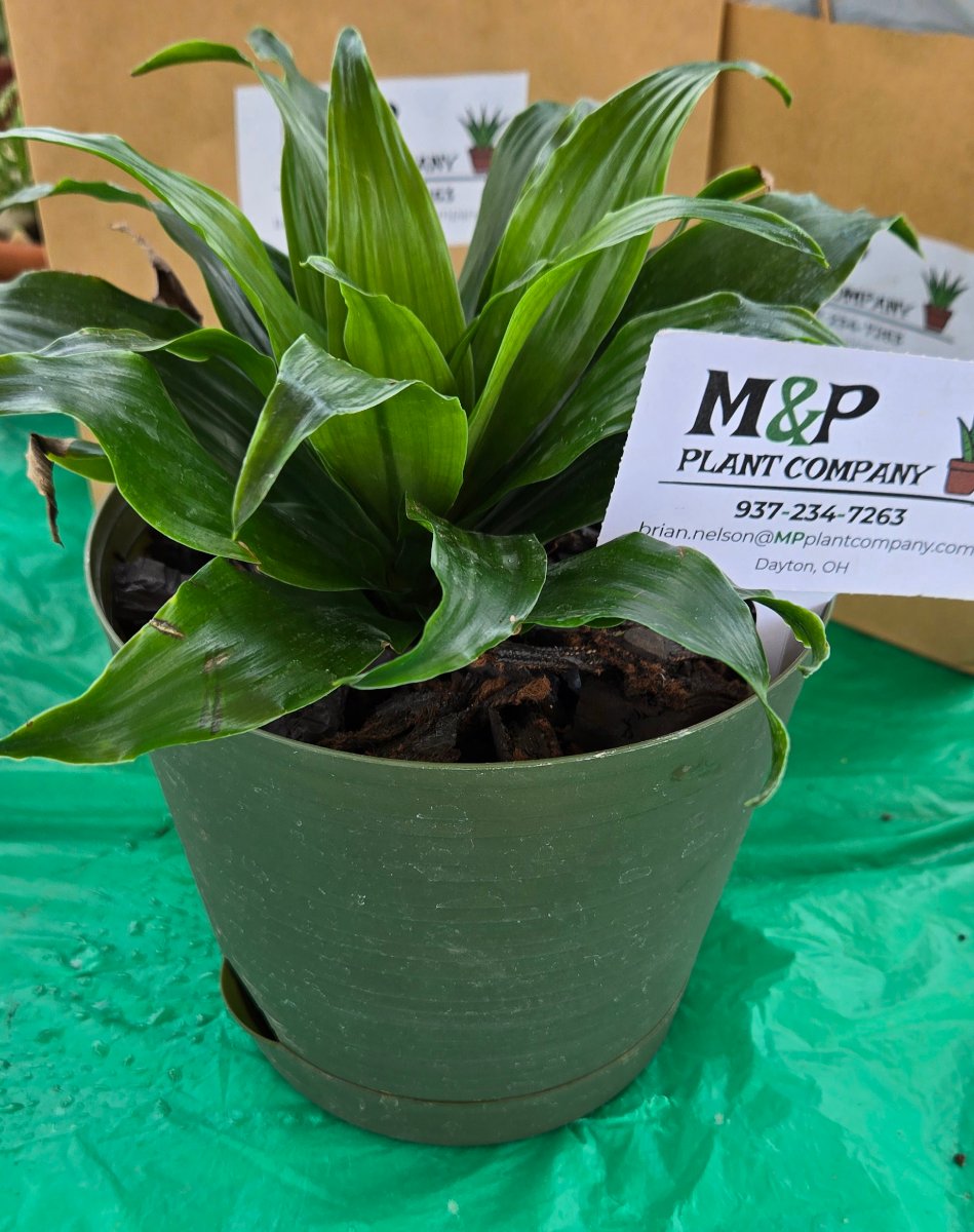 Dracaena Janet Craig - Indoor House Plant Low Light Tolerant